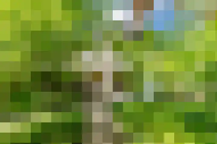 Magalhaesstraat 12 Geldrop thumbnail 46