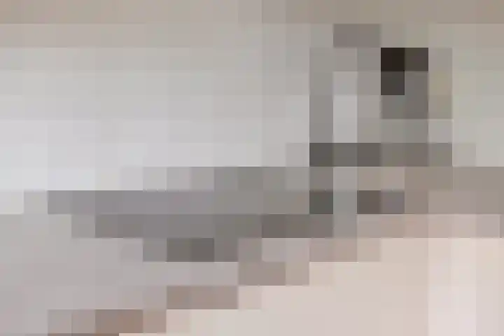 Magentahof 44 Tilburg thumbnail 8
