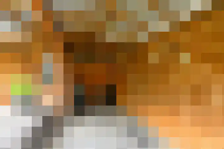 Magnoliahove 24 Kwintsheul thumbnail 13