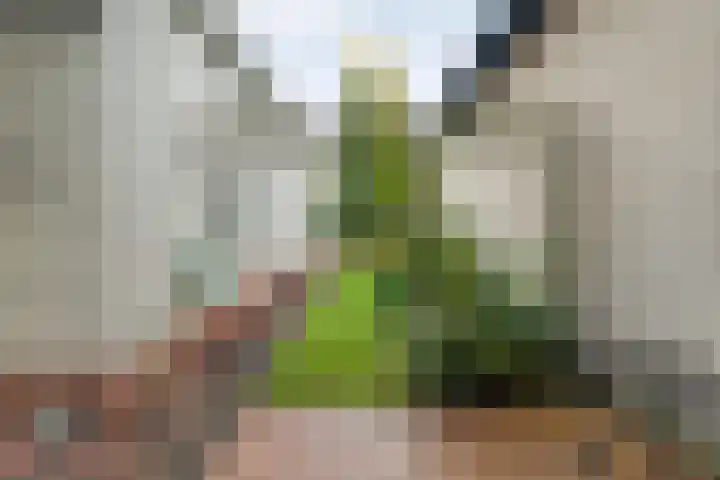 Magnolialaan 15 E Nieuwleusen thumbnail 47