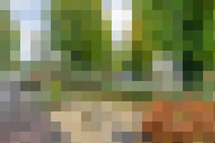 Magnolialaan 15 E Nieuwleusen thumbnail 6