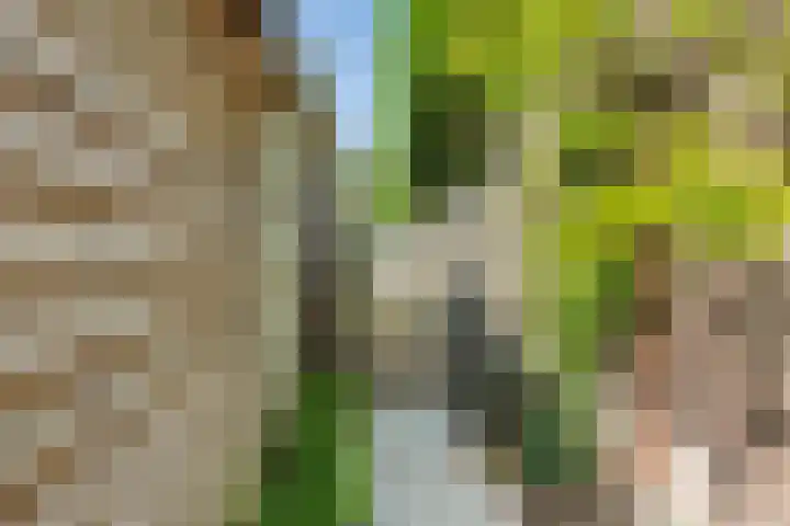 Magnolialaan 26 A Nieuwleusen thumbnail 48