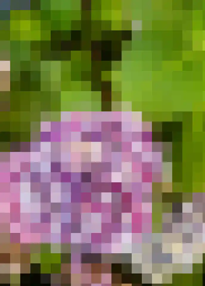 Magnoliastraat 15 Lisserbroek thumbnail 29
