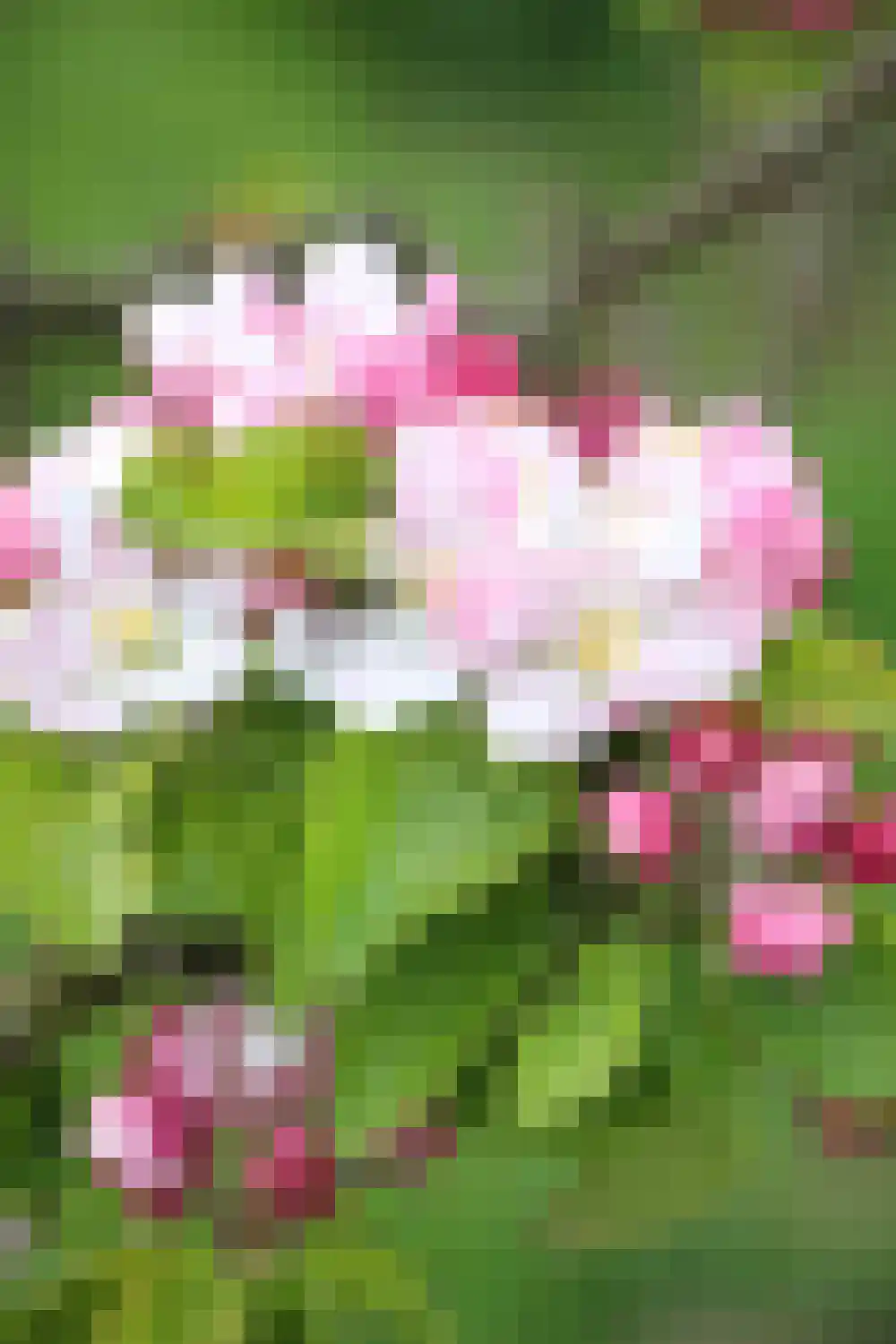 Magnoliastraat 15 Lisserbroek thumbnail 33