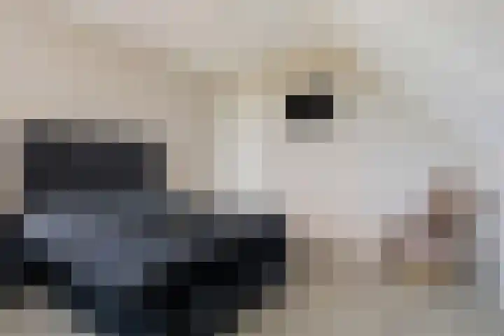 Magnoliastraat 37 Lisserbroek thumbnail 21