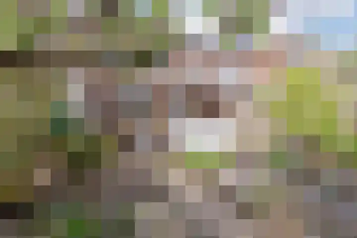 Mahatma Ghandhihof 5 Zaandam thumbnail 33