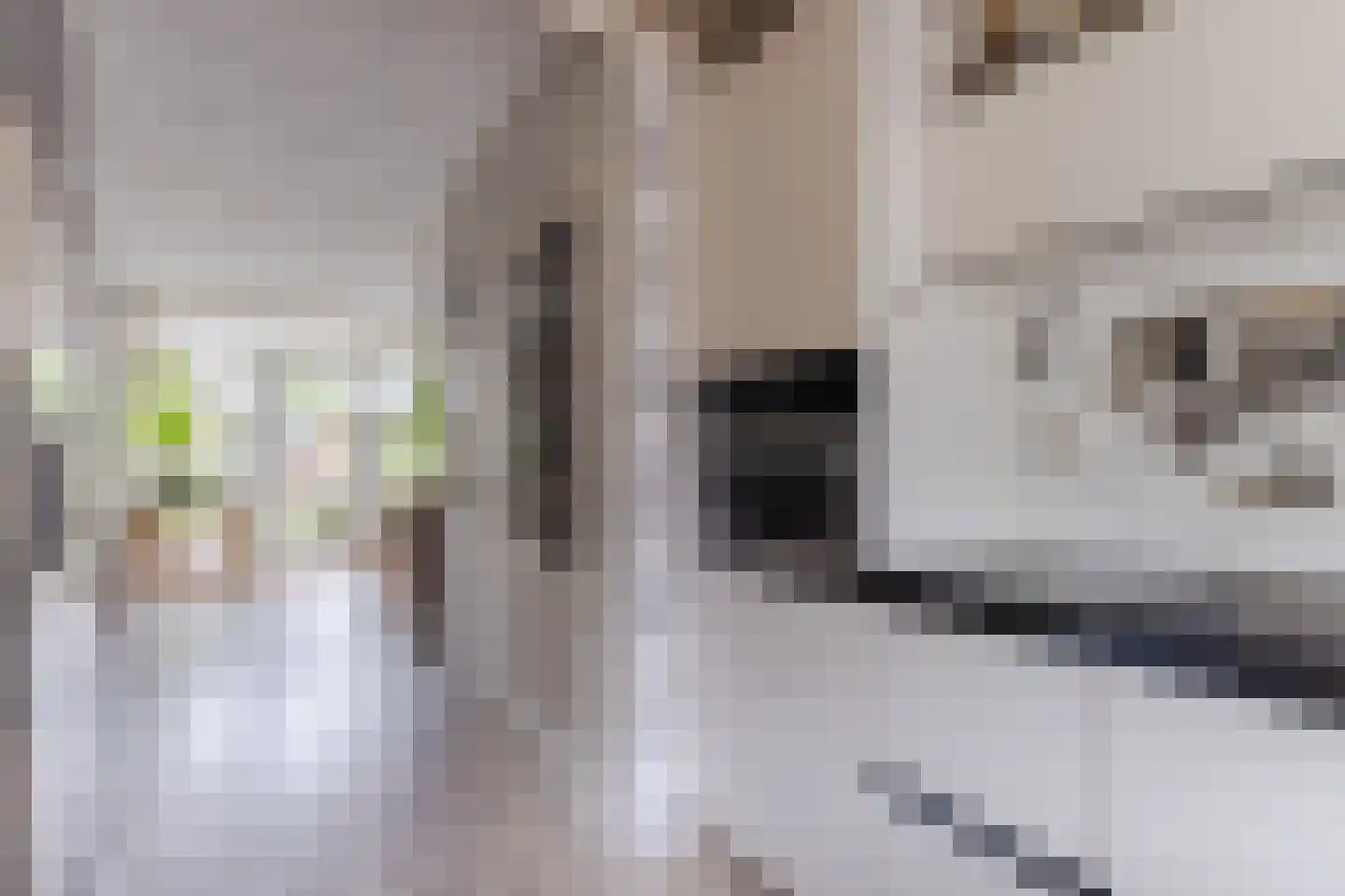 Mahatma Ghandhihof 7 Zaandam thumbnail 13