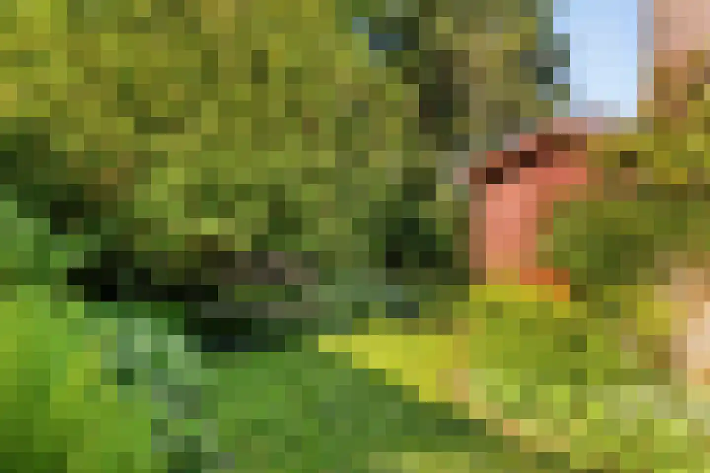 Mahonialaan 48 Heerhugowaard thumbnail 27