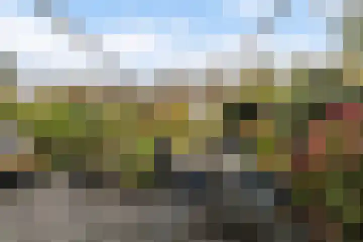 Mahonie 139 Dordrecht thumbnail 27