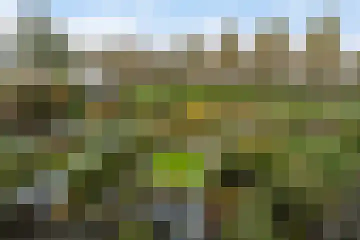 Mahonie 139 Dordrecht thumbnail 4