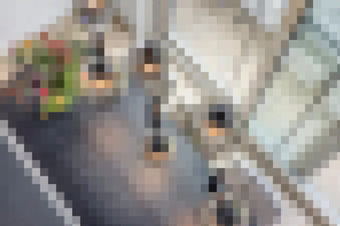 Mahoniehout 8 Zoetermeer thumbnail 20