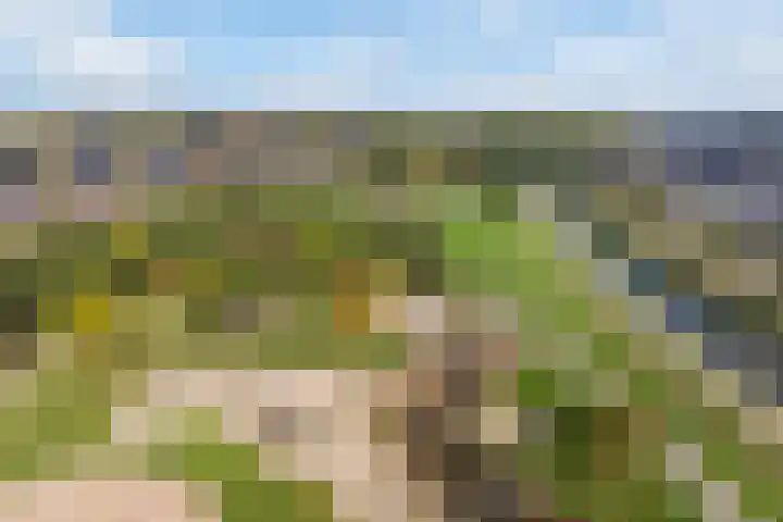 Mahoniehout 80 Waddinxveen thumbnail 38