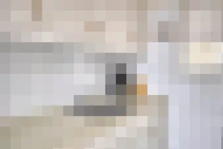 Mainelaan 104 Eindhoven thumbnail 15
