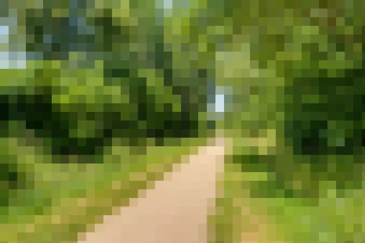 Maïs 8 Ruurlo thumbnail 31