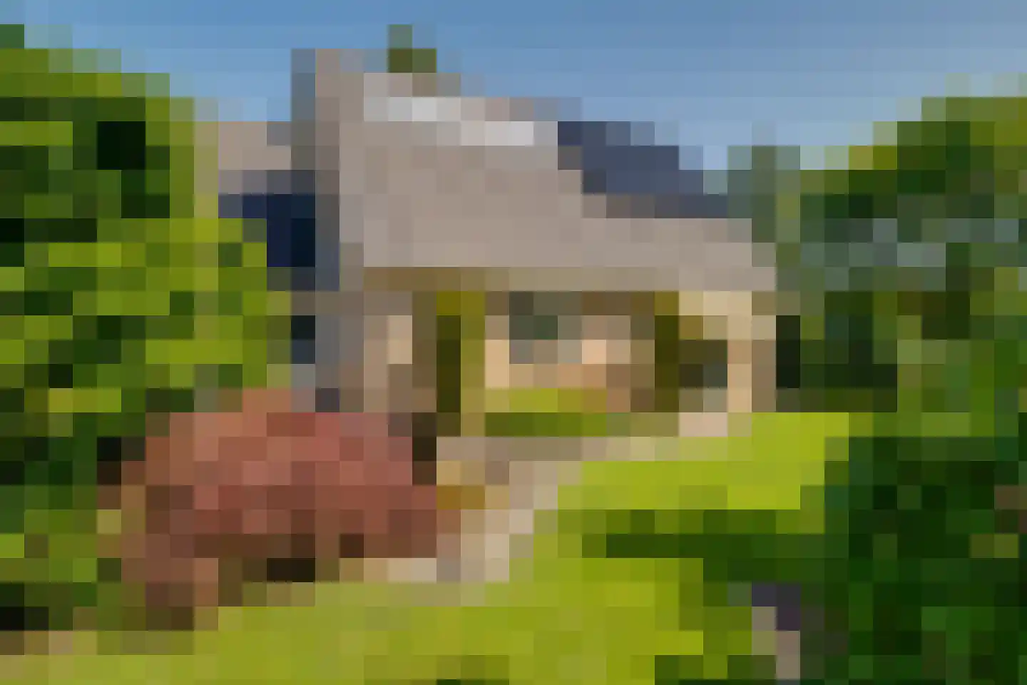 Maïs 8 Ruurlo thumbnail 4