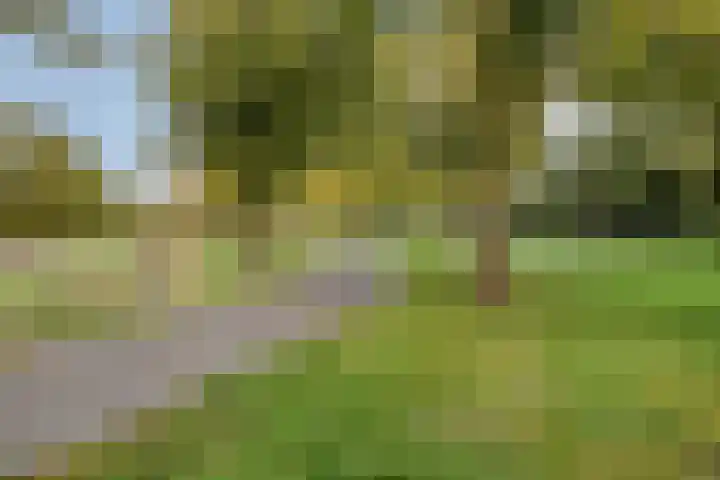 Maisakker 15 Arnemuiden thumbnail 40