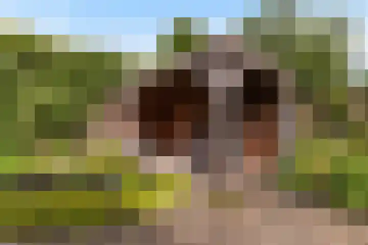 Maisakker 8 Wezep thumbnail 31
