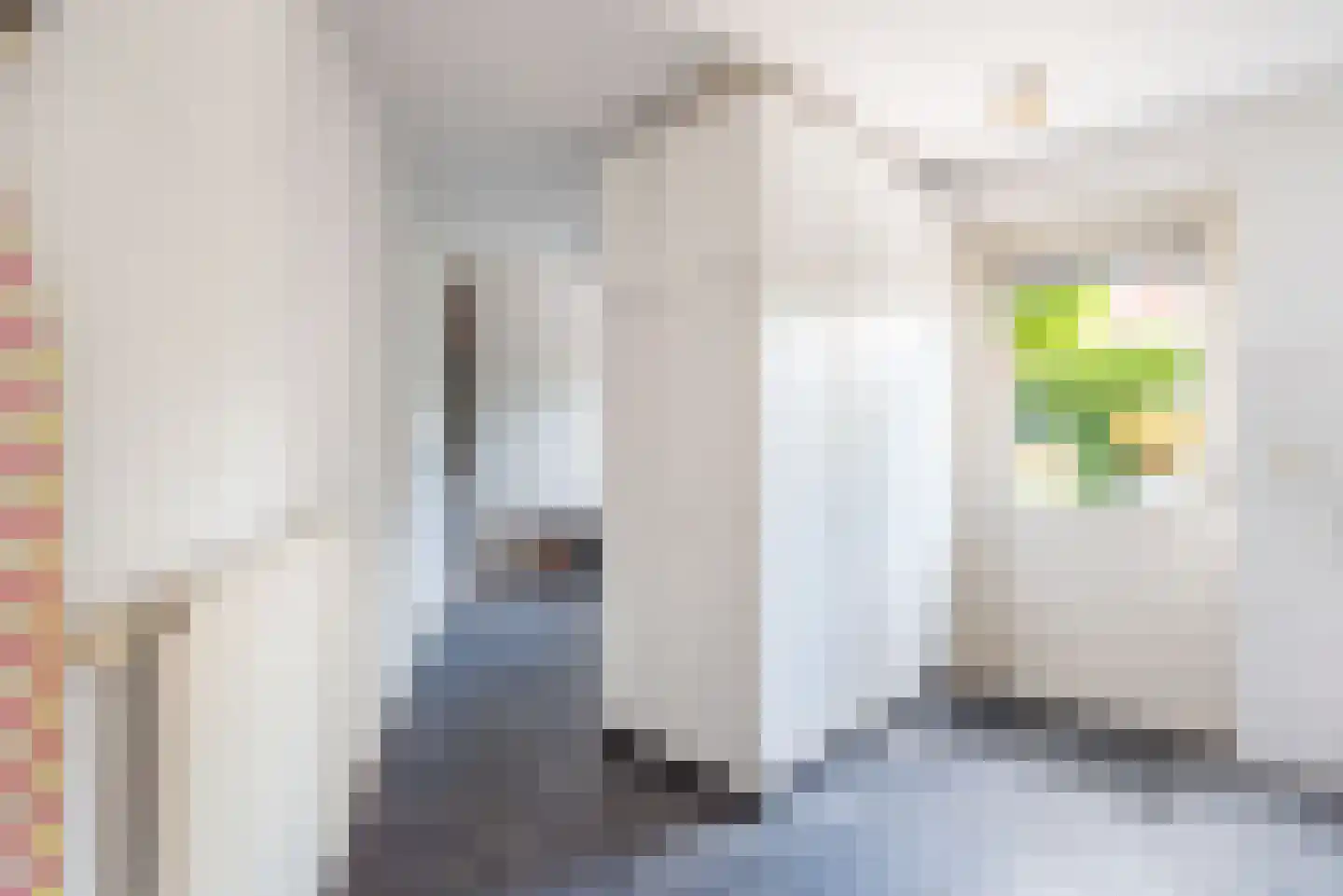 Majoraan 1 Gendringen thumbnail 19
