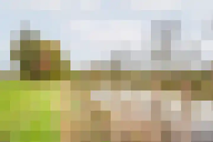 Majoraan 3 Gendringen thumbnail 48