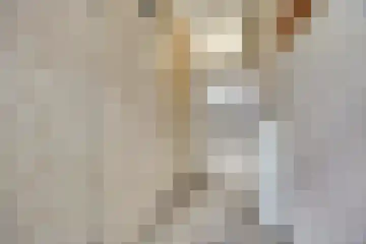 Majoraandonk 18 Spijkenisse thumbnail 20