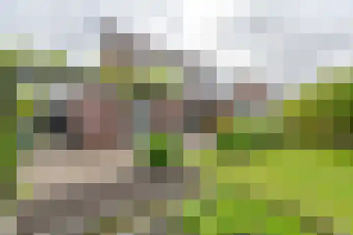 Malachietdreef 43 Emmen thumbnail 67