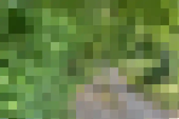 Malderpad 1 Boxtel thumbnail 34