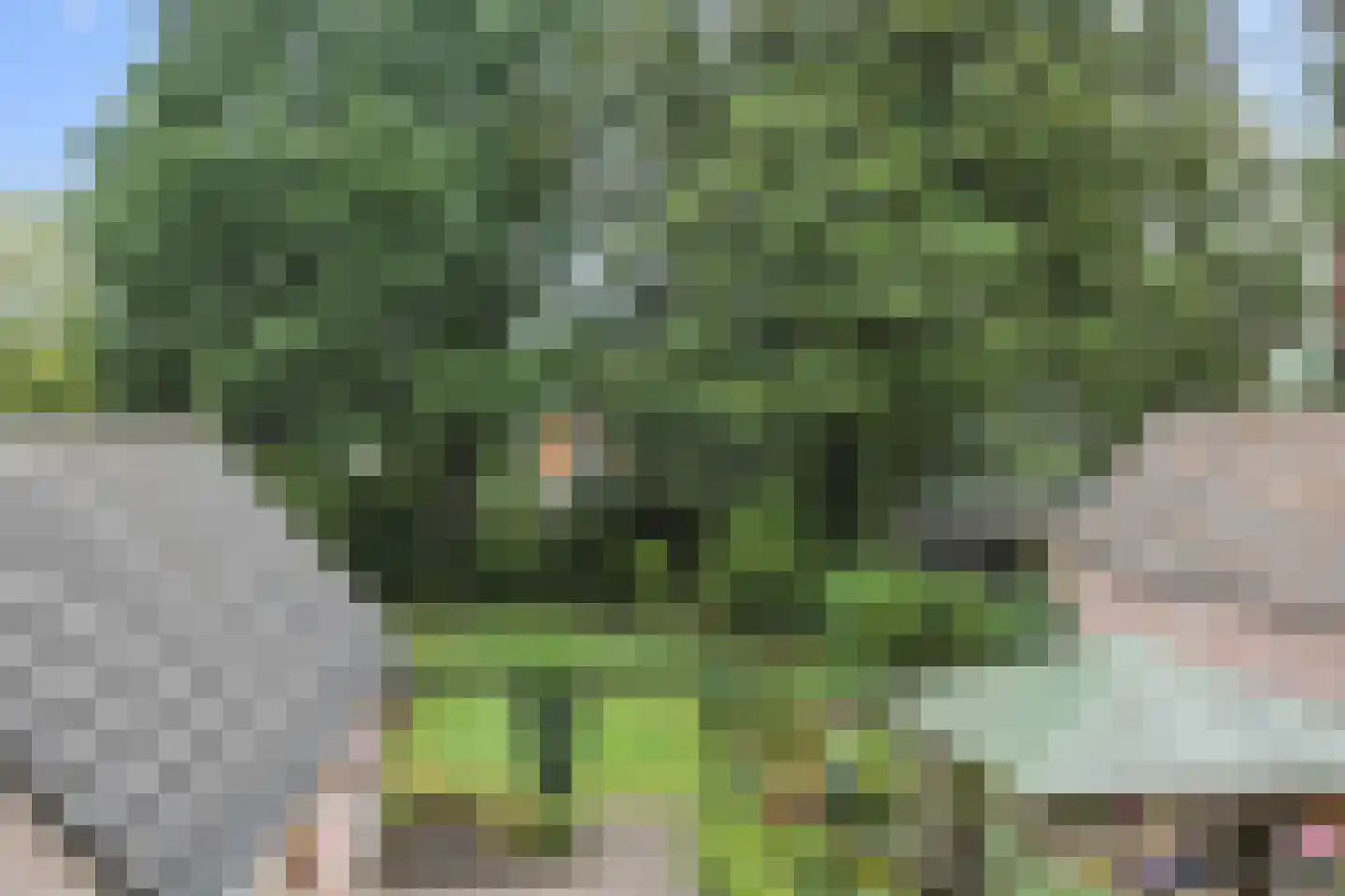 Maliskampsestraat 4 Rosmalen thumbnail 23