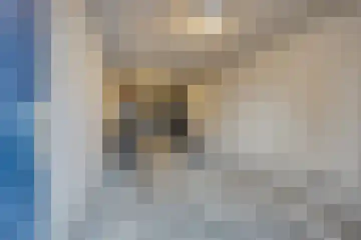 Malvabeemd 34 C Maastricht thumbnail 32