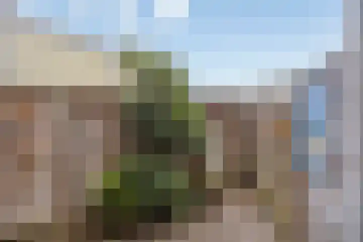 Malvabeemd 34 C Maastricht thumbnail 5
