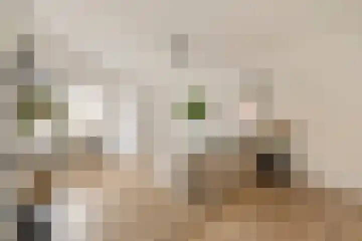Malvastraat 29 Amsterdam thumbnail 18