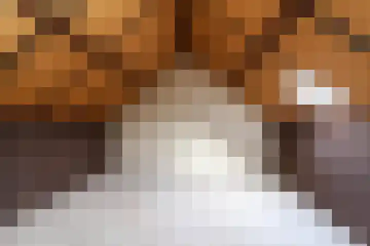 Malvert 2447 Nijmegen thumbnail 31