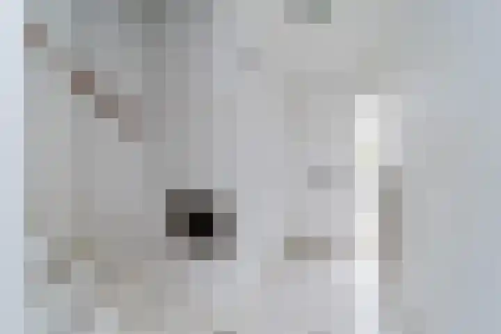 Malvert 2447 Nijmegen thumbnail 9
