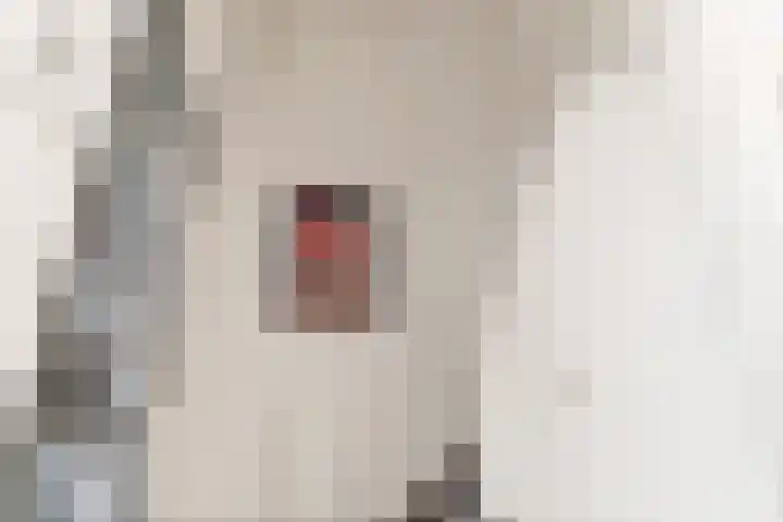 Malvert 7312 Nijmegen thumbnail 18