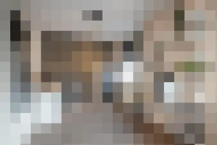 Malzwin 2431 Julianadorp thumbnail 18