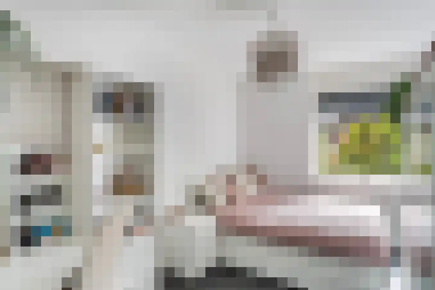 Mammoetveld 15 Zwolle thumbnail 21