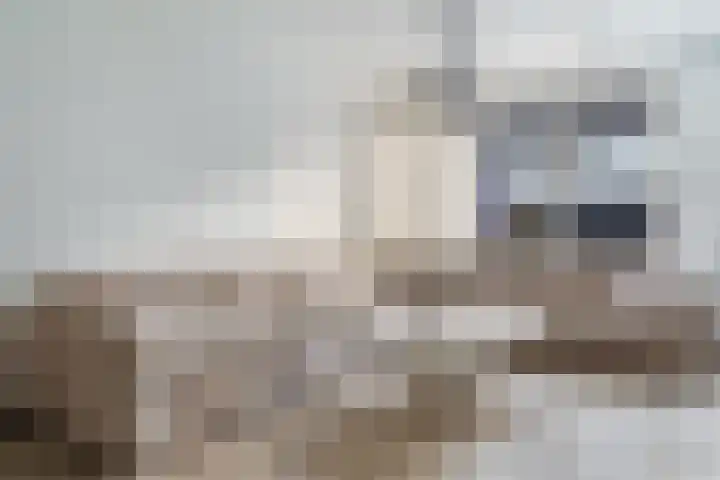 Mandenvlechter 19 Alphen aan den Rijn thumbnail 18