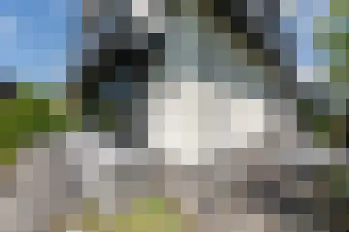 Mandoline 1 Klaaswaal thumbnail 54