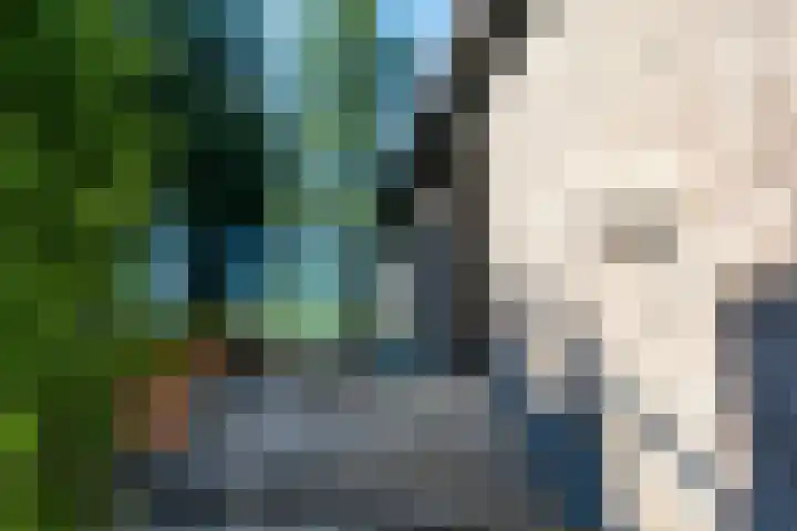 Mandrill 51 Wognum foto 3