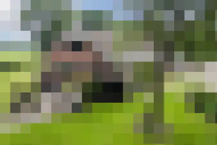 Maneweg 2 Dalfsen thumbnail 52