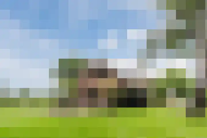 Maneweg 2 Dalfsen thumbnail 60