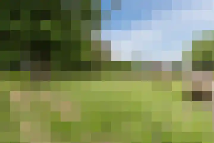 Maneweg 2 Dalfsen thumbnail 67