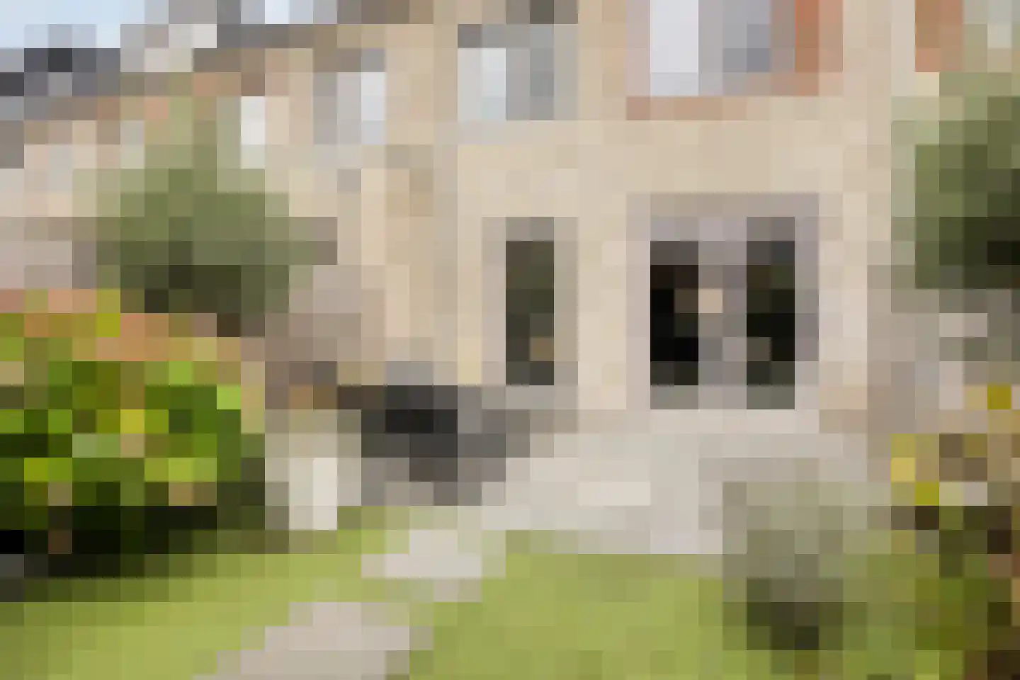 Manilla 20 Oudewater thumbnail 19