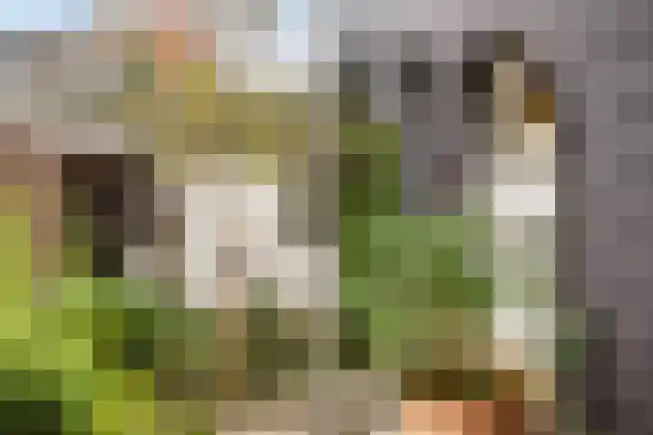 Mannagras 15 Zwolle thumbnail 24
