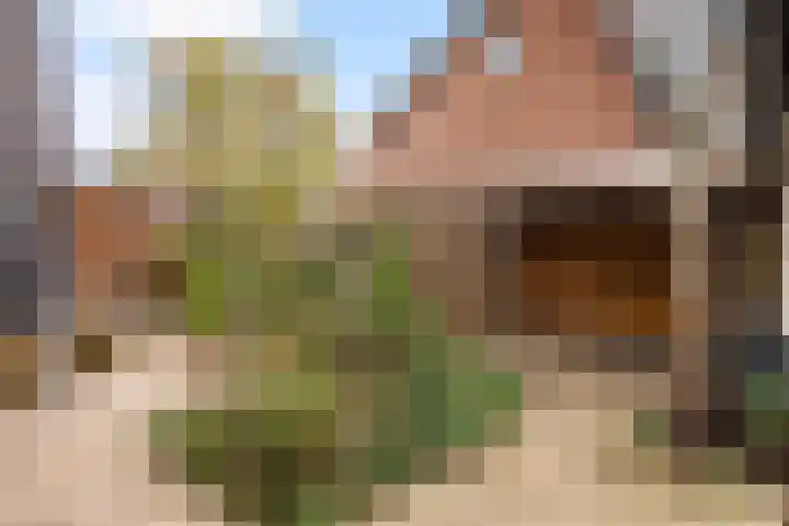 Mannagras 15 Zwolle thumbnail 28