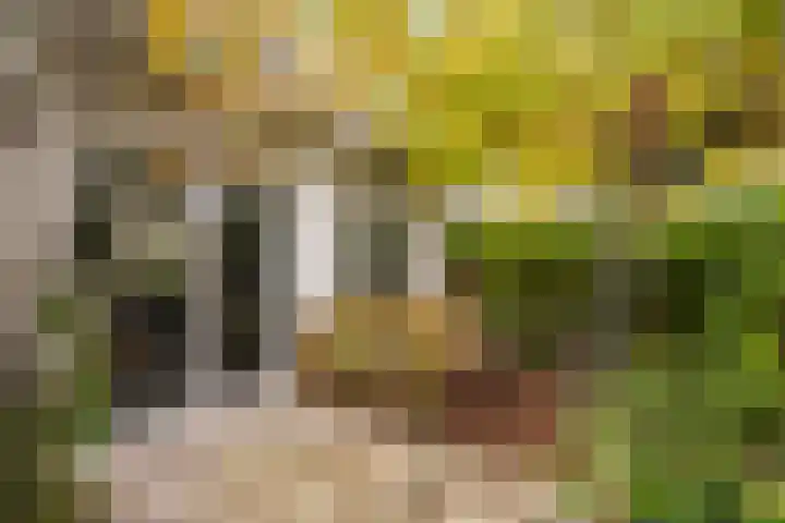 Mannagras 15 Zwolle thumbnail 30