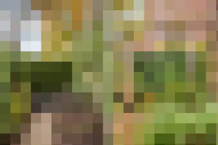 Mannagras 15 Zwolle thumbnail 33