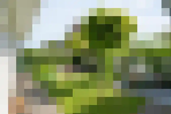 Mannagras 19 Zwolle thumbnail 38