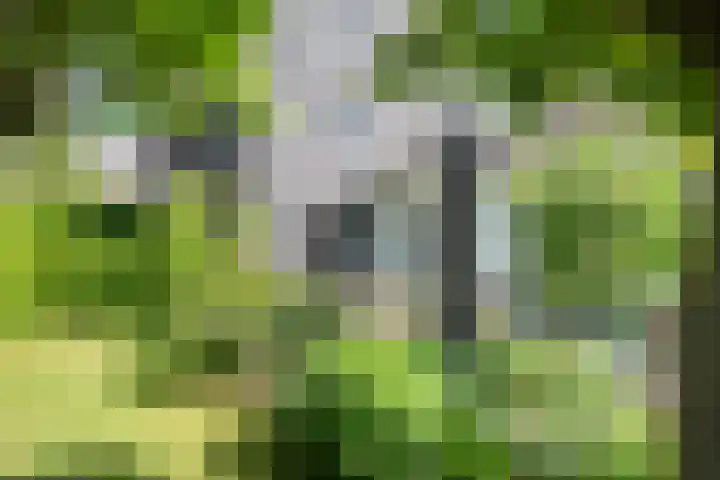Mannagras 19 Zwolle thumbnail 4