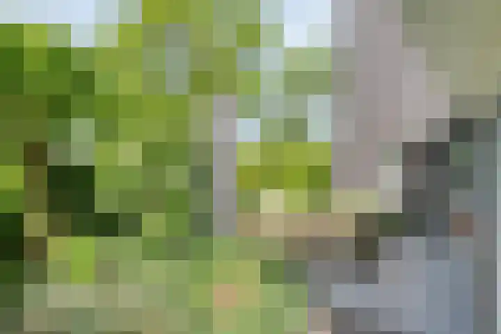 Mannagras 19 Zwolle thumbnail 5