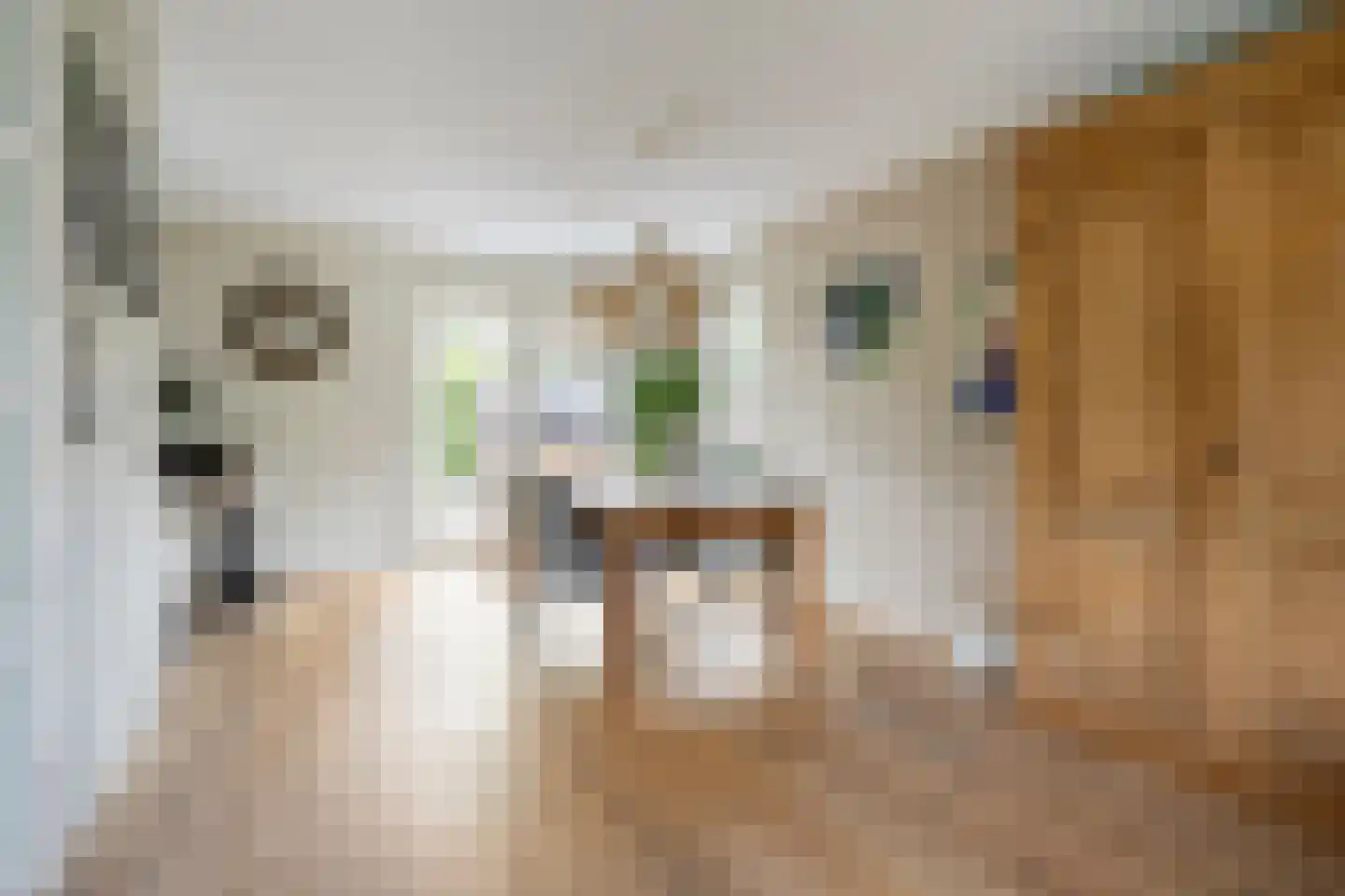 Mantelappel 35 Hoogezand thumbnail 10